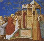 GIOTTO di Bondone Presentation of the Virgin in the Temple oil on canvas